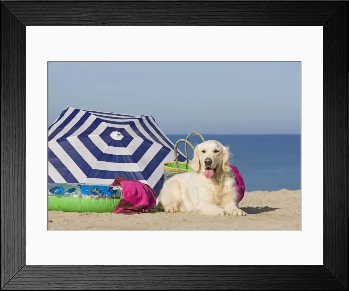 Framed Print : Dog - Golden Retriever - on the beach Framed Print : Dog - Golden Retriever - on the beach