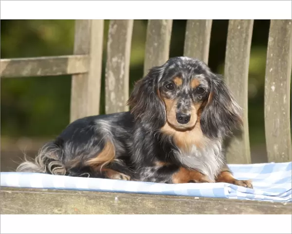 DOG - Miniature long haired dachshund laying on bench