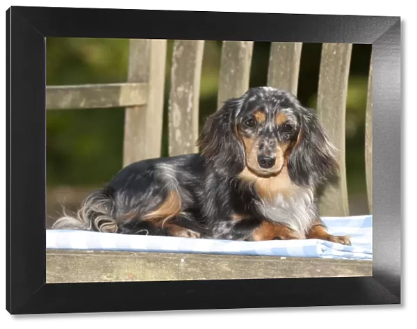 DOG - Miniature long haired dachshund laying on bench