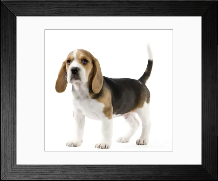 Framed Print : Dog - Beagle puppy Framed Print : Dog - Beagle puppy