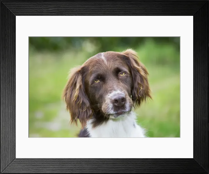 Framed Print : Dog - Dutch Partridge Dog / Drentsche Patrijshond Framed Print : Dog - Dutch Partridge Dog / Drentsche Patrijshond