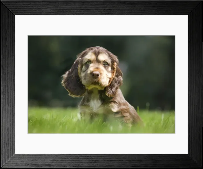 Framed Print : Dog - English Cocker Spaniel - puppy in garden Framed Print : Dog - English Cocker Spaniel - puppy in garden