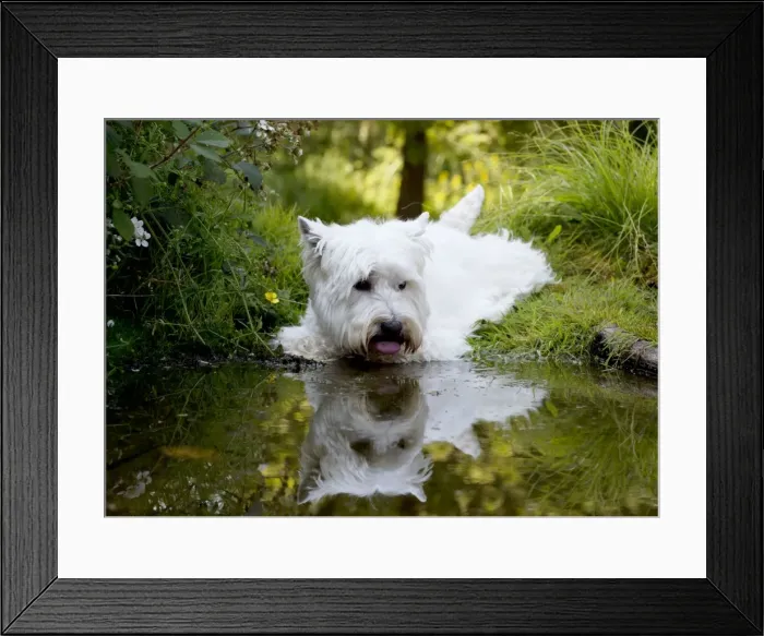 Framed Print : DOG - West highland white terrier laying on edge of pond Framed Print : DOG - West highland white terrier laying on edge of pond