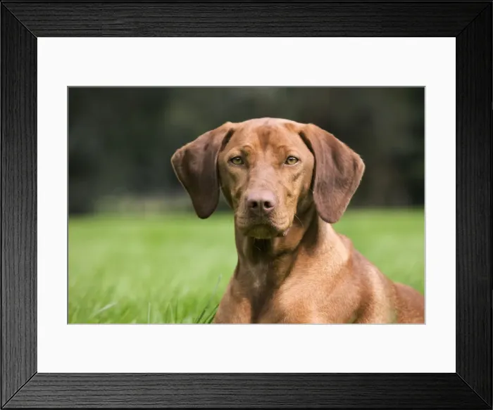 Framed Print : Dog - Vizsla Hunting Dog Framed Print : Dog - Vizsla Hunting Dog
