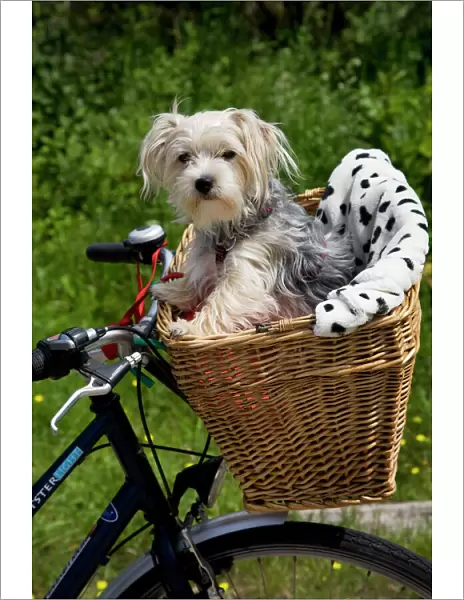 Dog - Yorkshire Terrier in bicycle basket