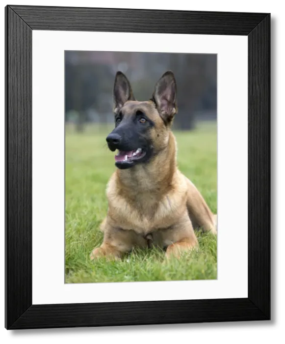 Framed Print : Dog - Malinios / Belgian Shepherd Framed Print : Dog - Malinios / Belgian Shepherd