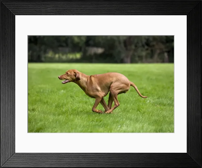 Framed Print : Dog - Vizsla Hunting Dog running Framed Print : Dog - Vizsla Hunting Dog running