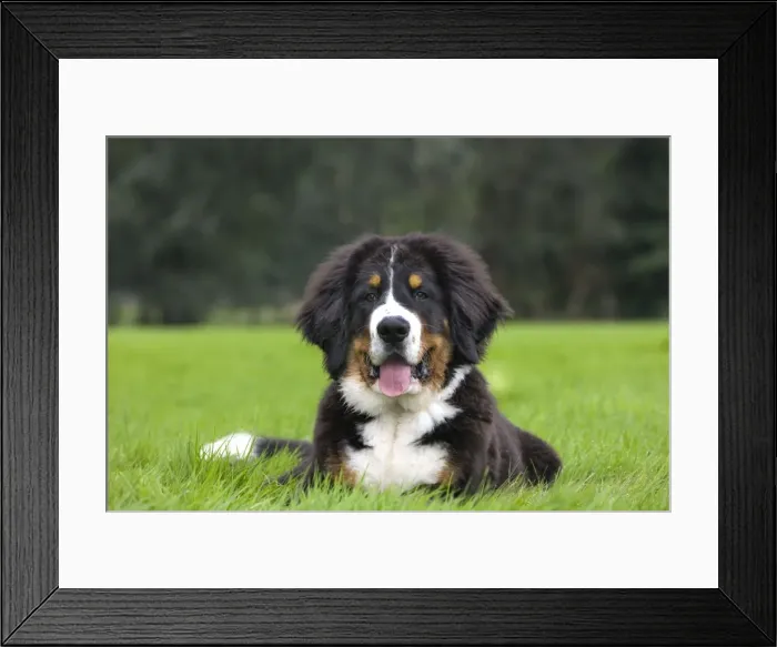 Framed Print : Dog - Bernese Mountain Dog - puppy Framed Print : Dog - Bernese Mountain Dog - puppy