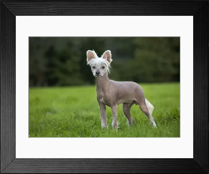 Framed Print : Dog - Chinese Crested Dog - in garden Framed Print : Dog - Chinese Crested Dog - in garden