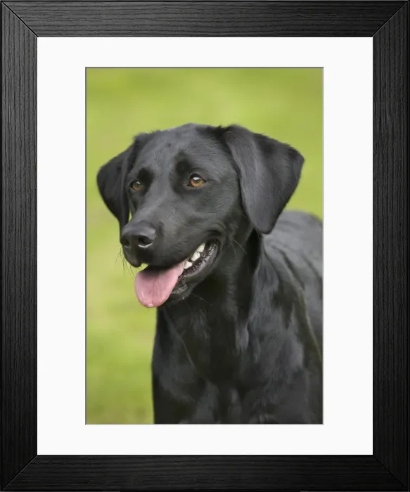 Framed Print : Dog - Black Labrador - in garden Framed Print : Dog - Black Labrador - in garden