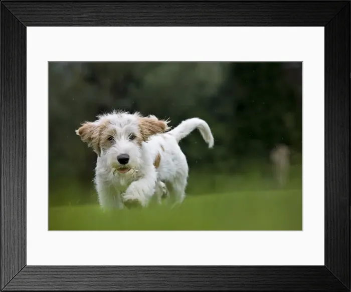 Framed Print : Dog - Basset Griffon Veneen - young dog running Framed Print : Dog - Basset Griffon Veneen - young dog running