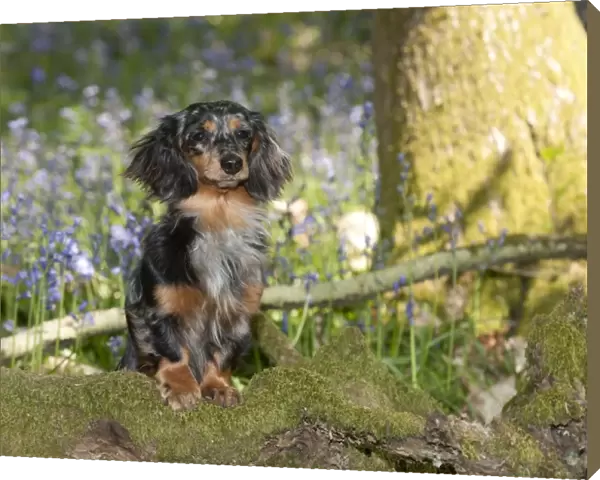 DOG - Miniature long haired dachshund in bluebells