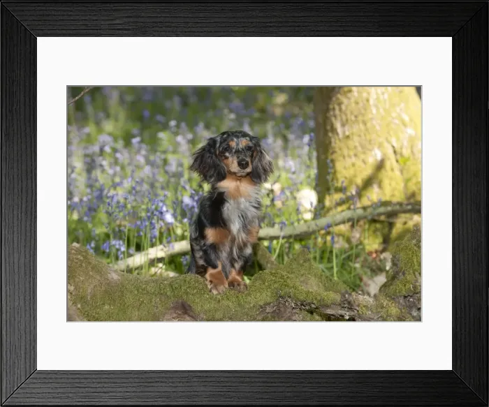 Framed Print : DOG - Miniature long haired dachshund in bluebells Framed Print : DOG - Miniature long haired dachshund in bluebells