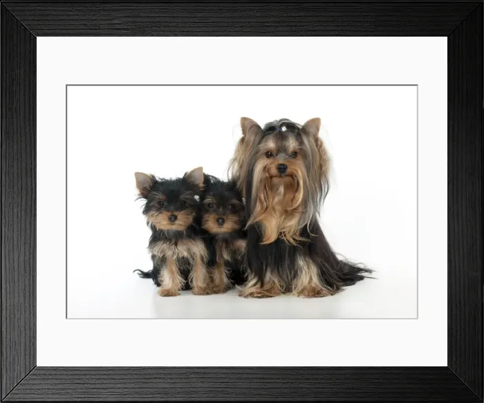 Framed Print : DOG - Yorkshire terrier sitting with two yorkshire terrier puppies Framed Print : DOG - Yorkshire terrier sitting with two yorkshire terrier puppies