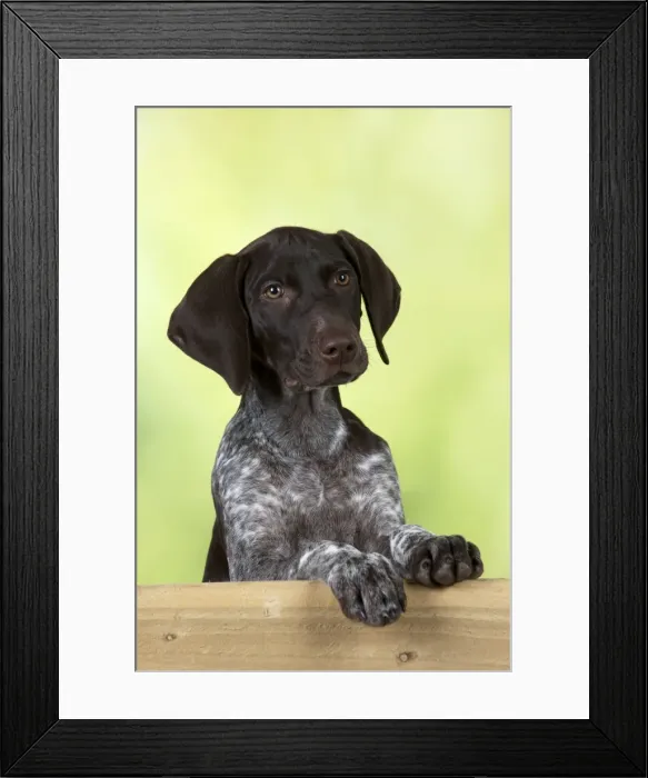 Framed Print : DOG - German Shorthaired Pointer - looking over a fence Framed Print : DOG - German Shorthaired Pointer - looking over a fence