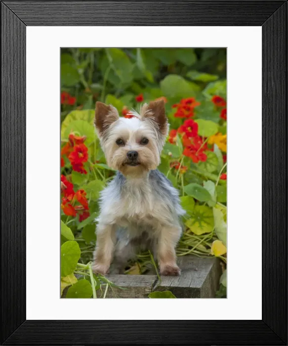 Framed Print : DOG - Yorkshire terrier standing on edge of plant box Framed Print : DOG - Yorkshire terrier standing on edge of plant box