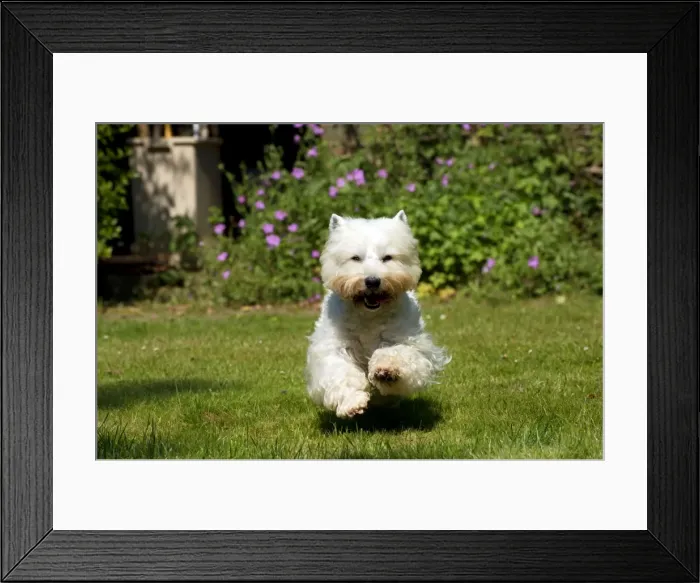 Framed Print : DOG - West highland white terrier running in garden Framed Print : DOG - West highland white terrier running in garden