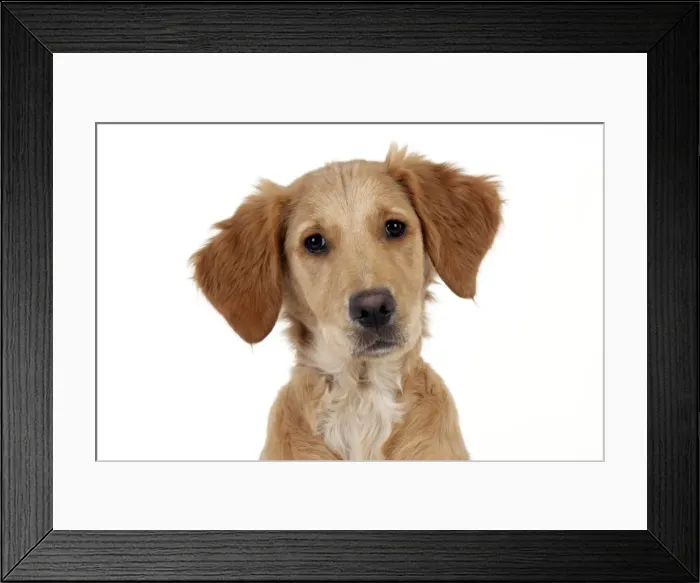 Framed Print : DOG - Golden retriever puppy (head shot) (13 weeks) Framed Print : DOG - Golden retriever puppy (head shot) (13 weeks)