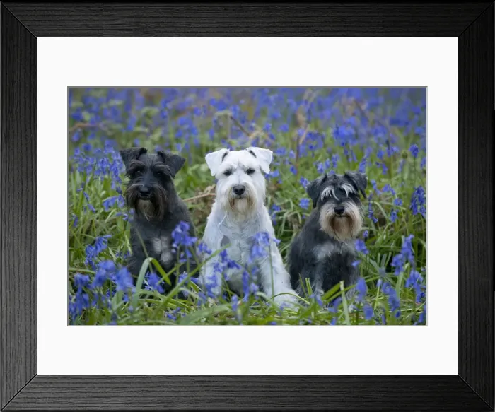 Framed Print : DOG - Miniature Schnauzers - in bluebells Framed Print : DOG - Miniature Schnauzers - in bluebells