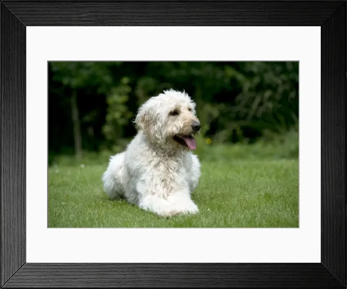 Framed Print : DOG - Goldendoodle laying in garden Framed Print : DOG - Goldendoodle laying in garden