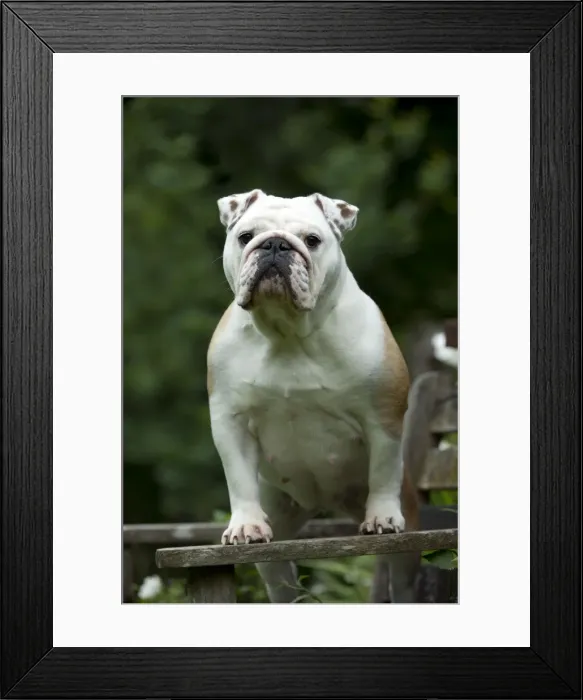Framed Print : DOG - Bulldog standing on garden bench Framed Print : DOG - Bulldog standing on garden bench