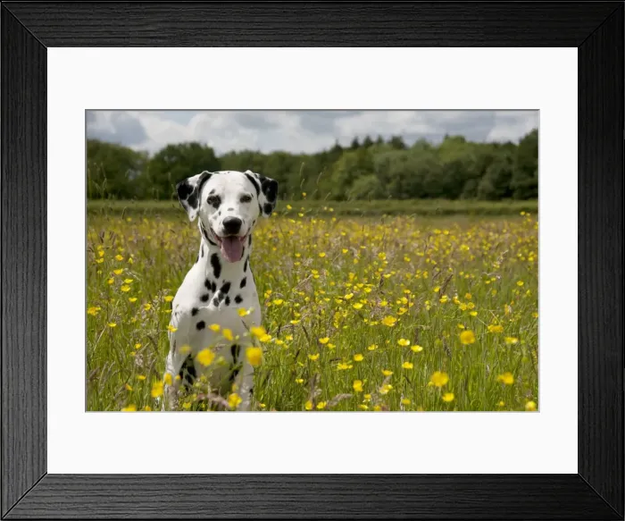 Framed Print : DOG - Dalmatian sitting in buttercup field Framed Print : DOG - Dalmatian sitting in buttercup field