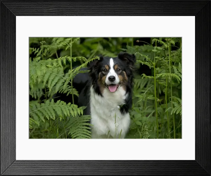 Framed Print : DOG - Border collie standing in bracken Framed Print : DOG - Border collie standing in bracken