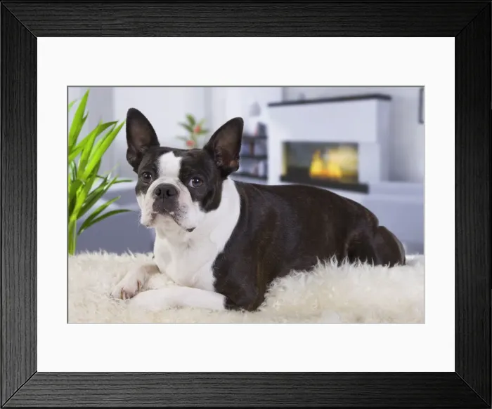 Framed Print : Dog - Boston Terrier Framed Print : Dog - Boston Terrier