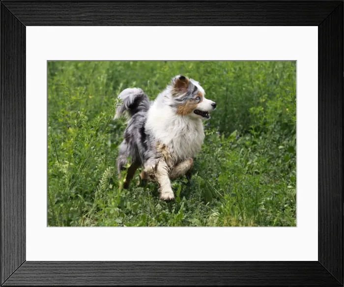 Framed Print : Dog - Australian Sheepdog / Shepherd Dog Framed Print : Dog - Australian Sheepdog / Shepherd Dog