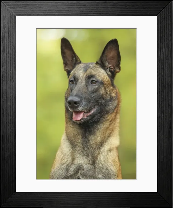 Framed Print : Dog - Belgian Shepherd Dog / Malinois Framed Print : Dog - Belgian Shepherd Dog / Malinois