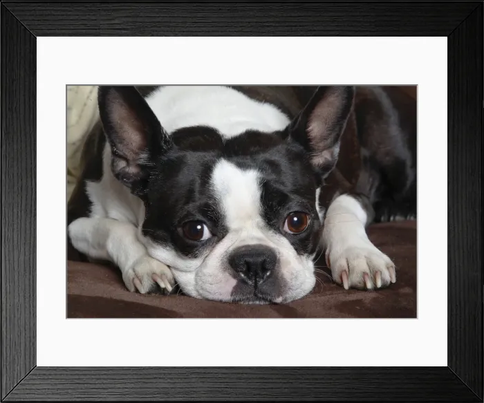 Framed Print : Dog - Boston Terrier Framed Print : Dog - Boston Terrier