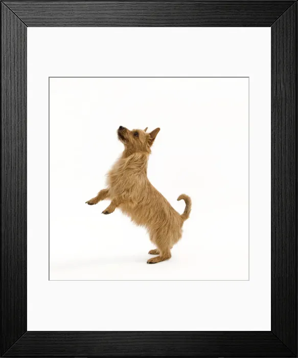 Framed Print : Dog - Australian Terrier Framed Print : Dog - Australian Terrier