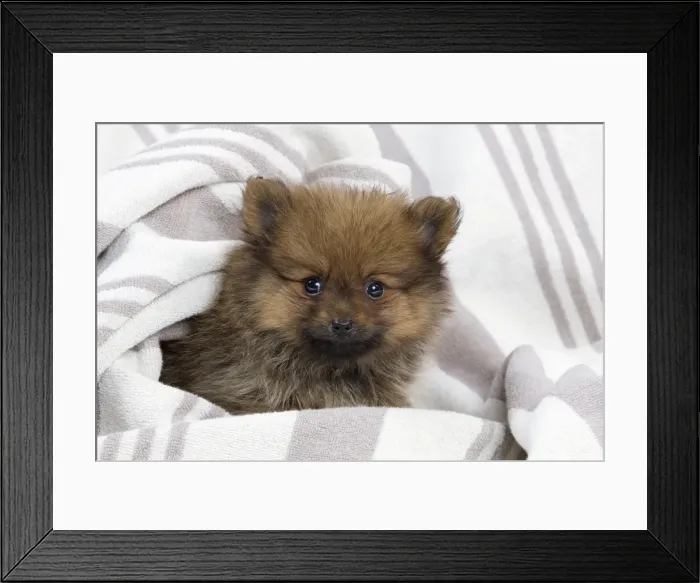 Framed Print : Dog - Dwarf Spitz - puppy Framed Print : Dog - Dwarf Spitz - puppy