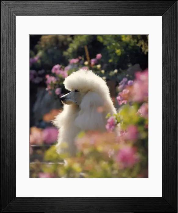 Framed Print : Poodle Dog