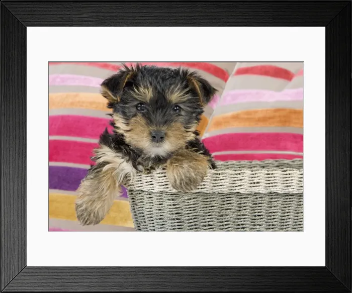 Framed Print : Dog - Yorkshire Terrier puppy - in basket Manipulation: additional cushion added Framed Print : Dog - Yorkshire Terrier puppy - in basket Manipulation: additional cushion added