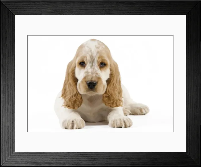 Framed Print : Dog - Cocker Spaniel puppy Framed Print : Dog - Cocker Spaniel puppy