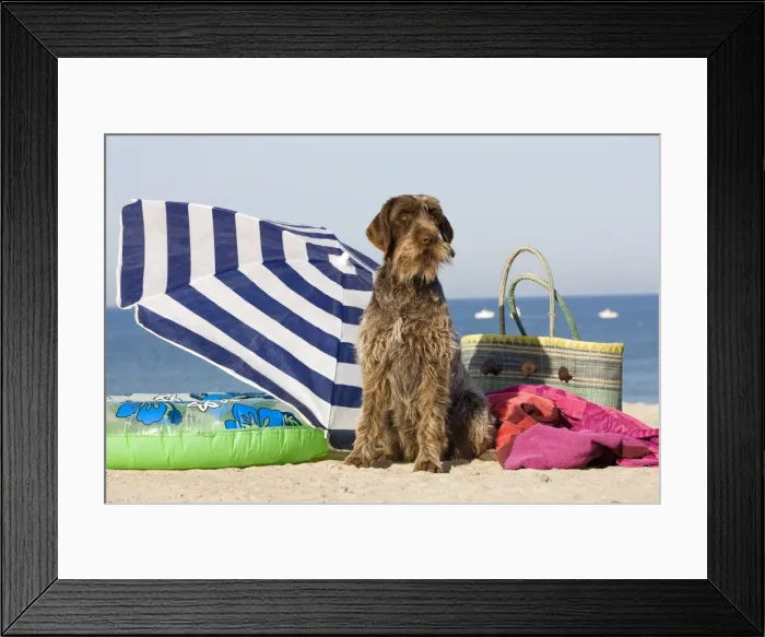 Framed Print : Dog - Wirehaired Pointing / Korthals Griffon - on the beach Framed Print : Dog - Wirehaired Pointing / Korthals Griffon - on the beach