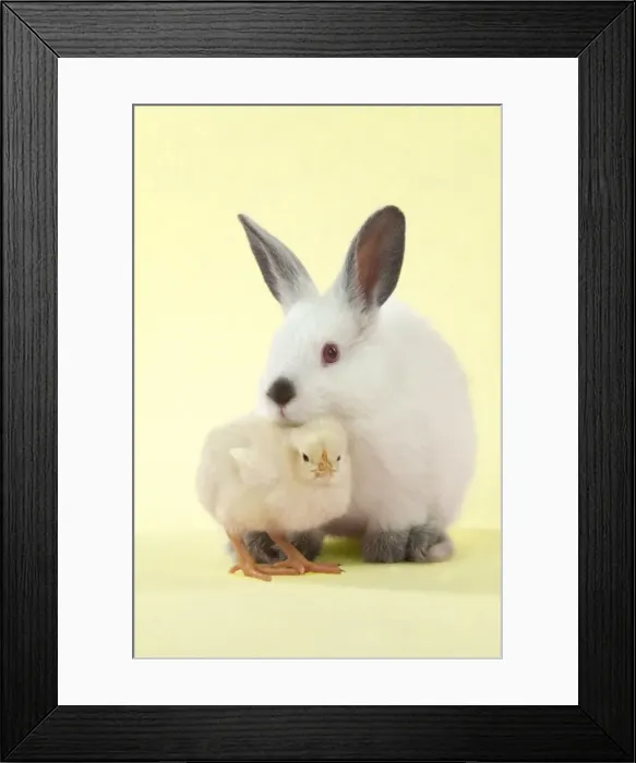 Framed Print : RABBIT - Netherland dwarf himalayan baby rabbits sitting with a chick Digital Manipulation: background to yellow Framed Print : RABBIT - Netherland dwarf himalayan baby rabbits sitting with a chick Digital Manipulation: background to yellow
