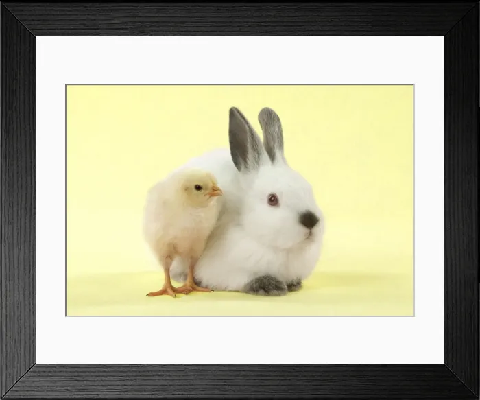 Framed Print : RABBIT - Netherland dwarf himalayan baby rabbits sitting with a chick Digital Manipulation: background to yellow Framed Print : RABBIT - Netherland dwarf himalayan baby rabbits sitting with a chick Digital Manipulation: background to yellow