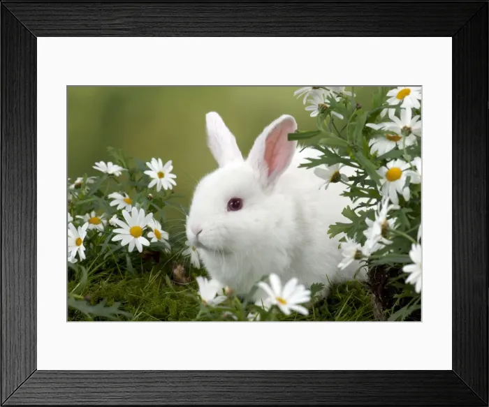 Framed Print : RABBIT - Mini Ivory Satin Rabbit - sitting in flowers Framed Print : RABBIT - Mini Ivory Satin Rabbit - sitting in flowers
