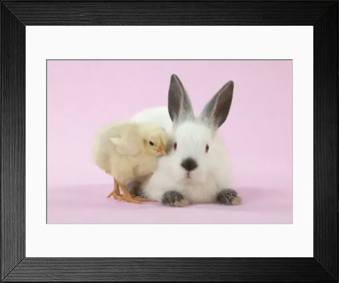 Framed Print : RABBIT - Netherland dwarf himalayan baby rabbits sitting with a chick Digital Manipulation: background to pink Framed Print : RABBIT - Netherland dwarf himalayan baby rabbits sitting with a chick Digital Manipulation: background to pink