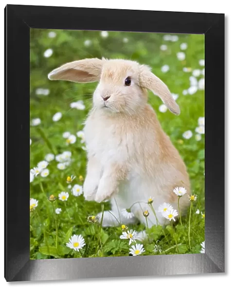 Lop Eared Rabbit - juvenile on garden lawn Digital Manipulation: added daisies to the top
