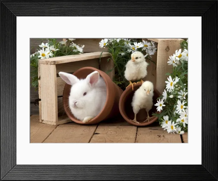 Framed Print : RABBIT & CHICK - Mini Ivory Satin Rabbit - sitting in flower pot with chicks Framed Print : RABBIT & CHICK - Mini Ivory Satin Rabbit - sitting in flower pot with chicks
