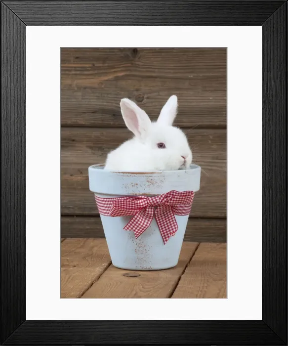 Framed Print : RABBIT - Mini Ivory Satin Rabbit - sitting in flower pot Framed Print : RABBIT - Mini Ivory Satin Rabbit - sitting in flower pot
