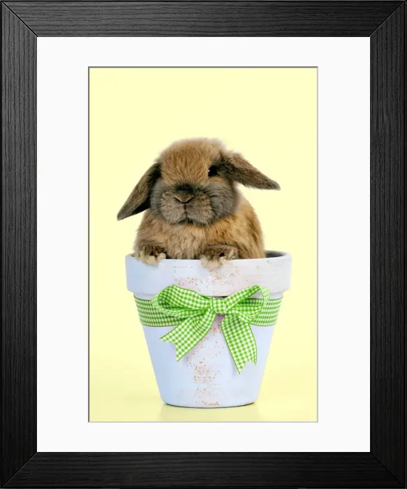 Framed Print : RABBIT - Dwarf lop sitting in plant pot Digital Manipulation: colour background from white to yellow - bow from red to green