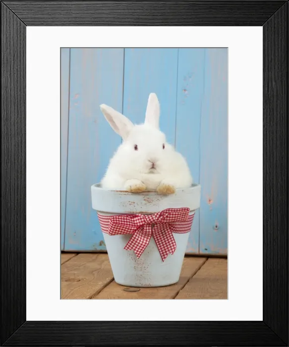 Framed Print : RABBIT - Mini Ivory Satin Rabbit - sitting in flower pot