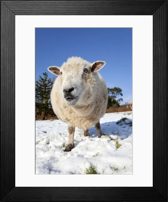Framed Print : Sheep in snow - Cornwall - UK Framed Print : Sheep in snow - Cornwall - UK