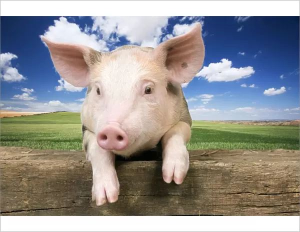 Pig - Piglet looking over fence Digtal Manipulation: background LA