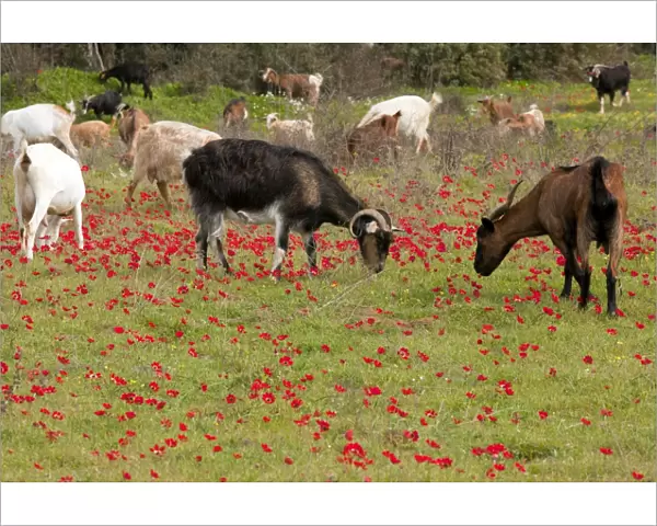 Goats - herd grazing through field of scarlet peacock anemones - in spring - Mani peninsula - Greece