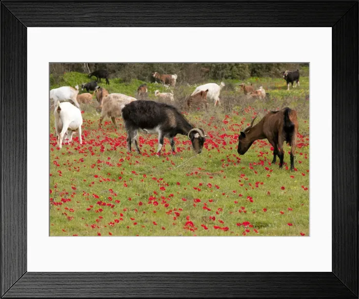 Framed Print : Goats - herd grazing through field of scarlet peacock anemones - in spring - Mani peninsula - Greece Framed Print : Goats - herd grazing through field of scarlet peacock anemones - in spring - Mani peninsula - Greece